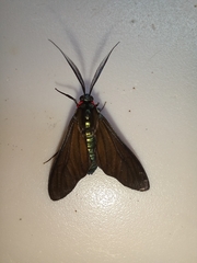 Ceramidia phemonoides