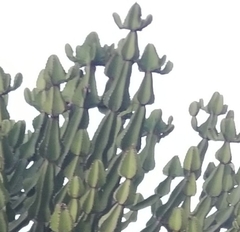 Euphorbia cooperi