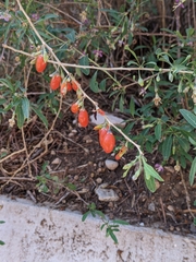 Angiospermae
