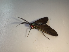 Ceramidia phemonoides