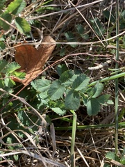Sanguisorba minor