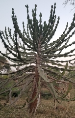 Euphorbia cooperi