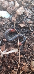 Scolopendridae