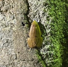 Archithosia costimacula