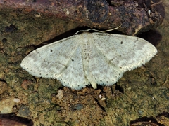 Idaea biselata