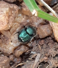 Onthophagini