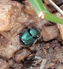 Onthophagini