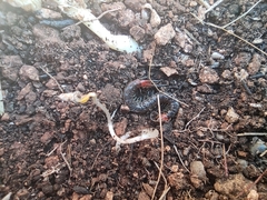 Scolopendridae