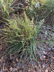 Bouteloua rigidiseta