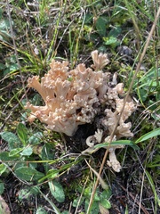 Clavulina cinerea