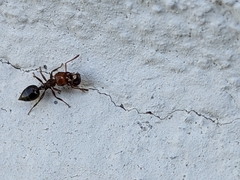 Crematogaster scutellaris