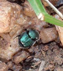 Onthophagini