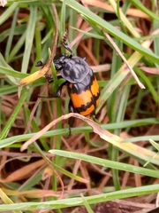 Nicrophorus vespilloides