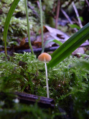 Mycena acicula