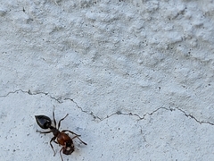 Crematogaster scutellaris