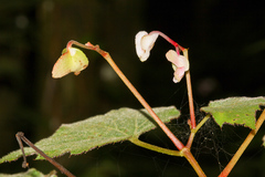 Begonia palmata