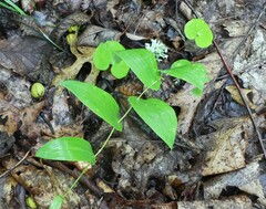 Uvularia perfoliata