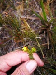 Gnidia juniperifolia