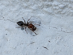 Crematogaster scutellaris