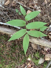 Streptopus lanceolatus