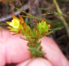 Gnidia juniperifolia