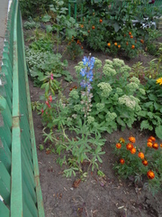 Lupinus multiflorus