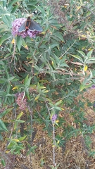 Buddleja davidii