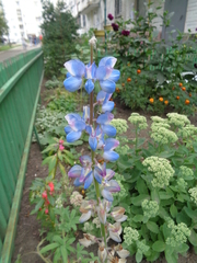 Lupinus multiflorus