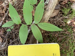 Streptopus lanceolatus