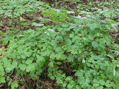 Caulophyllum thalictroides