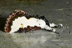 Eudryas unio