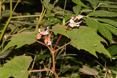 Begonia palmata