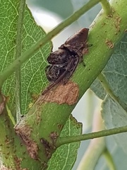 Opisthoncus quadratarius