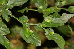 Strobilanthes flexicaulis