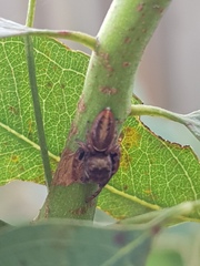 Opisthoncus quadratarius