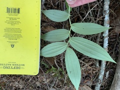 Streptopus lanceolatus