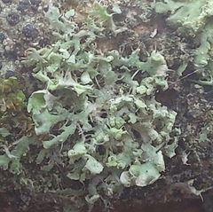 Physcia tenella