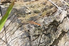 Diplacodes haematodes