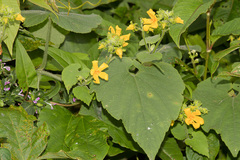 Thladiantha nudiflora
