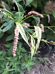Persicaria extremiorientalis