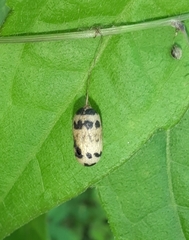 Campopleginae