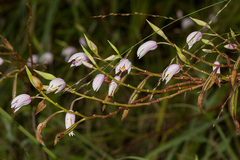 Bletilla formosana