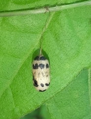 Campopleginae