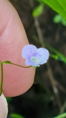 Veronica scutellata