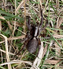 Trochosa terricola