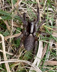 Trochosa terricola