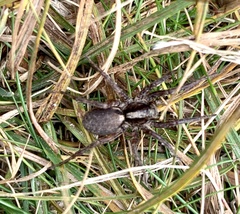 Trochosa terricola