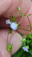 Veronica scutellata