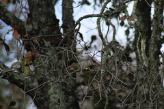 Basileuterus rufifrons