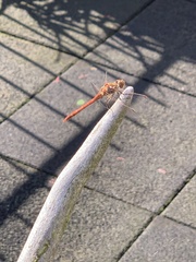 Sympetrum striolatum